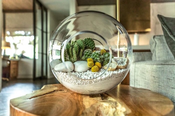 What is a terrarium?