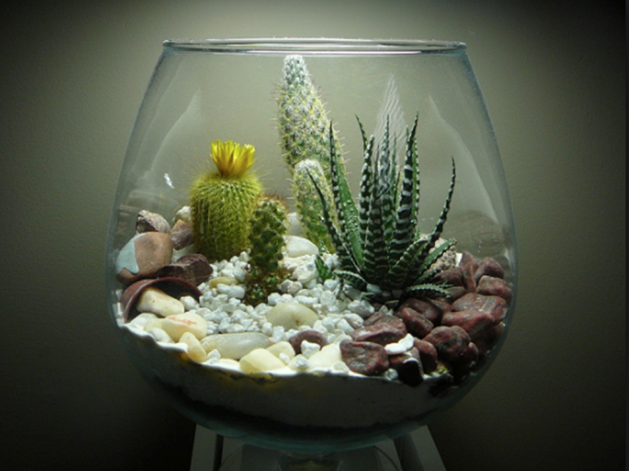 Terrariums