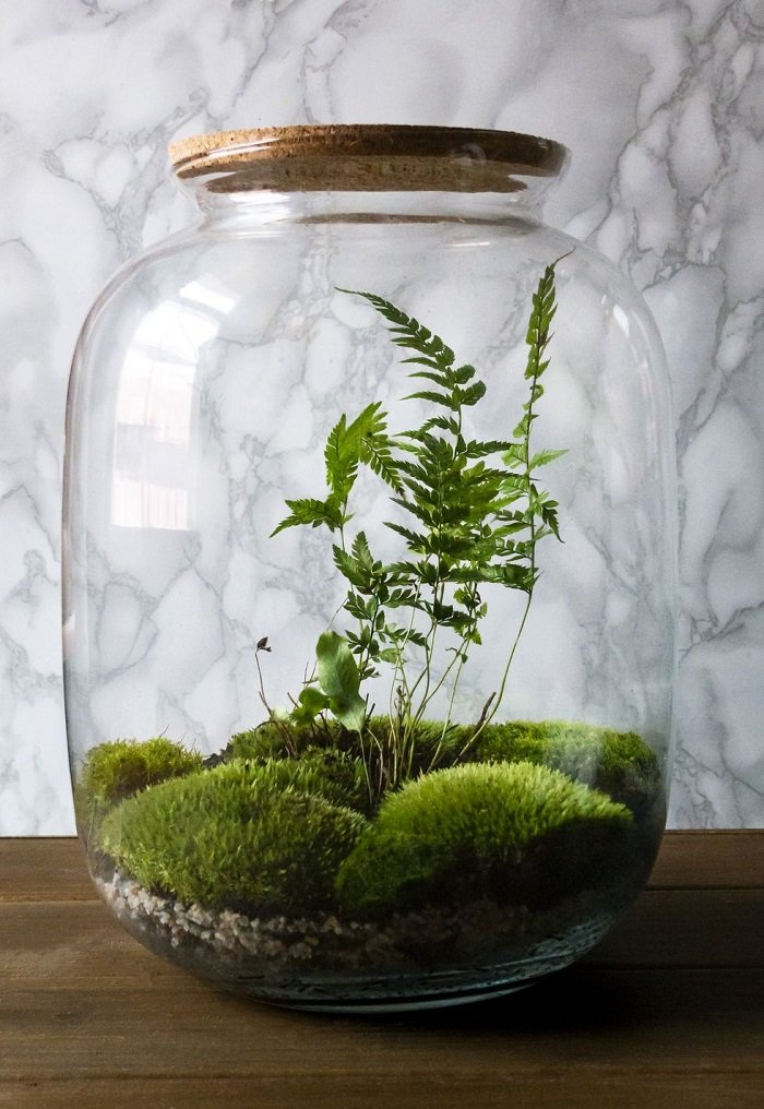 Terrariums How to make.