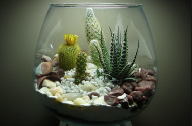 TERRARIUMS – HOW TO MAKE YOUR FIRST
